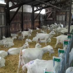 Sortie dégommage visite de l'élevage de Chèvres