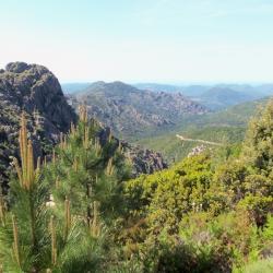 Corse 43 