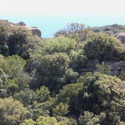 Corse 49 